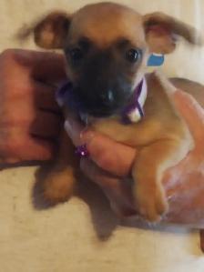 Miniature dachshund x chihuahua (Chi-weenies) - Photo 8