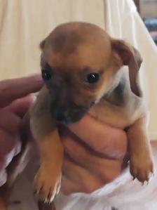 Miniature dachshund x chihuahua (Chi-weenies) - Photo 9