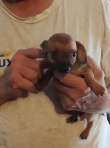 Miniature dachshund x chihuahua (Chi-weenies) - Photo 10