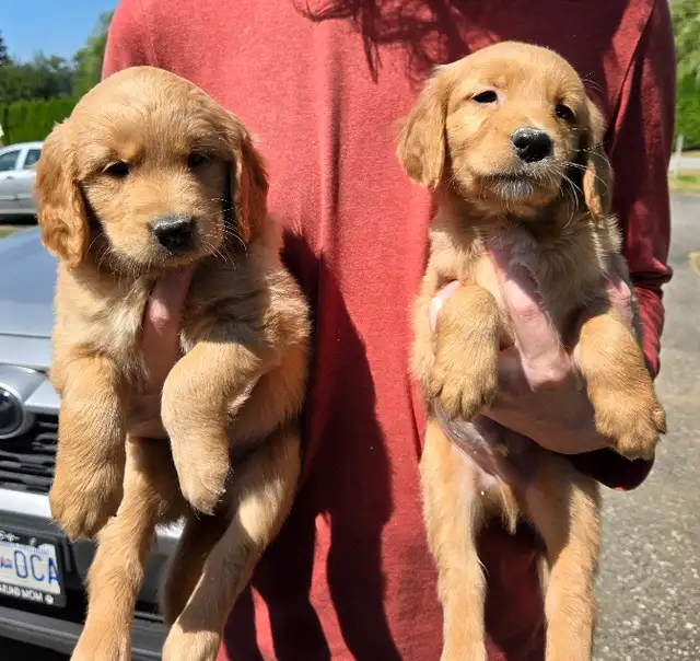 Registered Golden Retriever Puppies