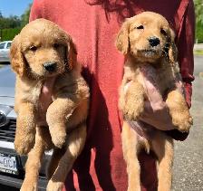 Registered Golden Retriever Puppies