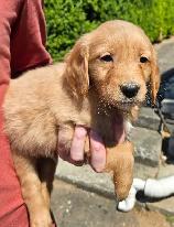 Registered Golden Retriever Puppies - Photo 2