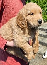 Registered Golden Retriever Puppies - Photo 3