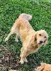 Registered Golden Retriever Puppies - Photo 4