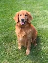 Registered Golden Retriever Puppies - Photo 5