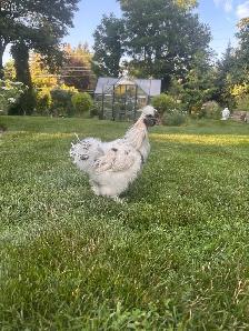 2 Young Silkie Roosters — FREE TO GOOD HOME