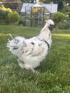 2 Young Silkie Roosters — FREE TO GOOD HOME - Photo 2