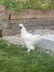2 Young Silkie Roosters — FREE TO GOOD HOME - Photo 3