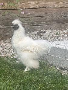 2 Young Silkie Roosters — FREE TO GOOD HOME - Photo 4