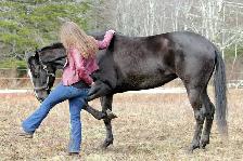 Horse Training Availability - Photo 4