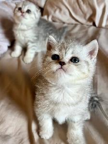 Purebred Scottish Fold kittens
