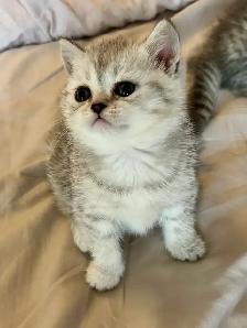 Purebred Scottish Fold kittens - Photo 3