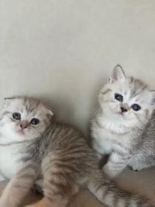 Purebred Scottish Fold kittens - Photo 4