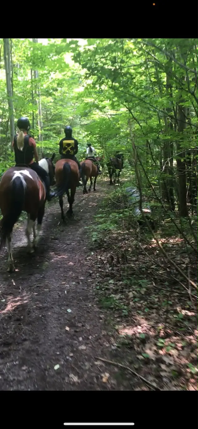Horseback Riding and Trail Rides Tottenham
