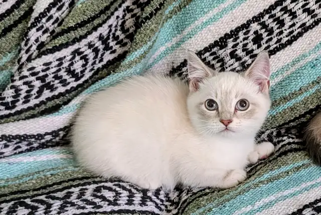 Munchkin KIttens
