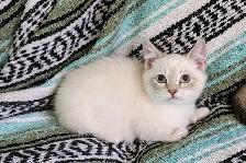 Munchkin KIttens