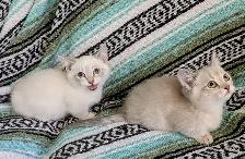 Munchkin KIttens - Photo 2
