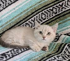 Munchkin KIttens - Photo 3
