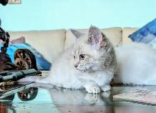 Munchkin KIttens - Photo 4
