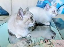 Munchkin KIttens - Photo 5