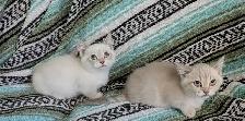 Munchkin KIttens - Photo 6