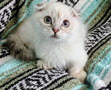 Munchkin KIttens - Photo 7
