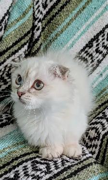 Munchkin KIttens - Photo 8