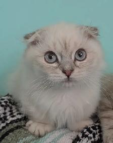 Munchkin KIttens - Photo 9