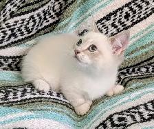 Munchkin KIttens - Photo 10