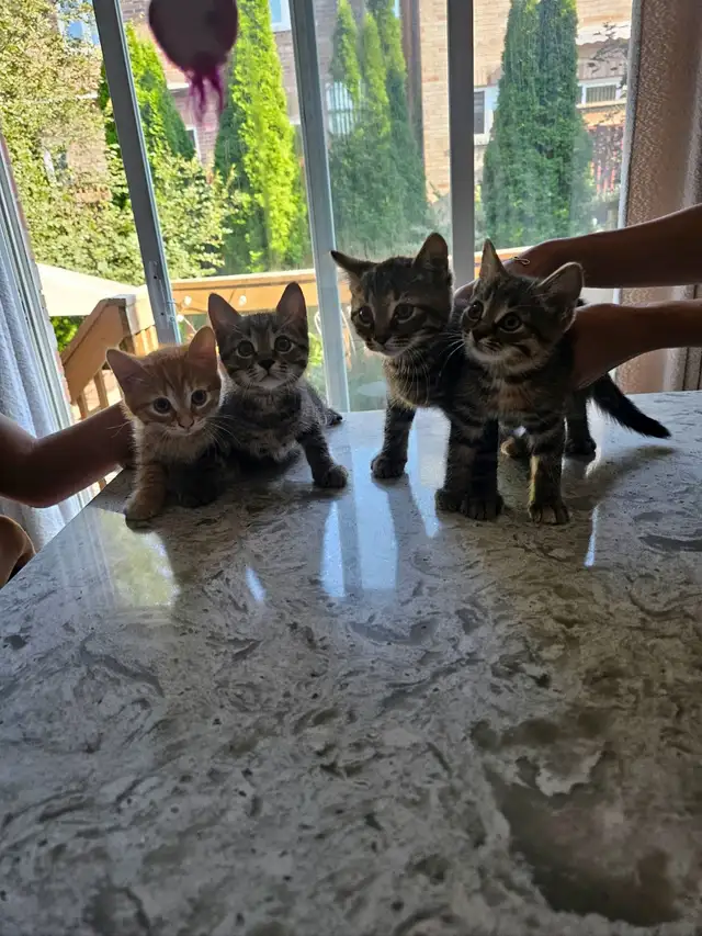 Tabby and Ragdollmix kittens