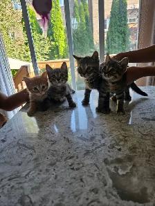 Tabby and Ragdollmix kittens