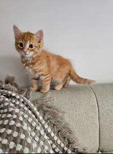 Tabby and Ragdollmix kittens - Photo 2