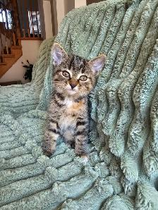 Tabby and Ragdollmix kittens - Photo 6