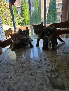 Tabby and Ragdollmix kittens - Photo 9