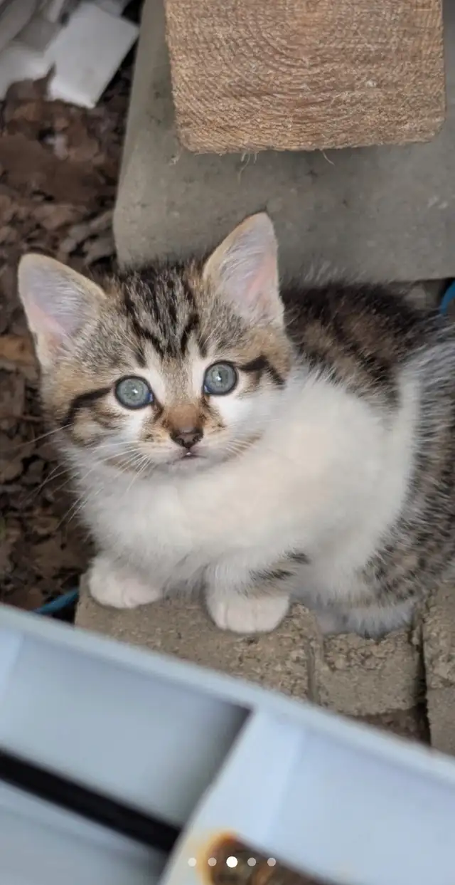 Chaton européen
