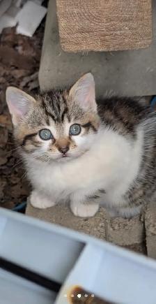 Chaton européen