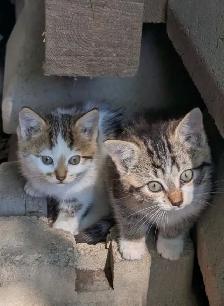 Chaton européen - Photo 2