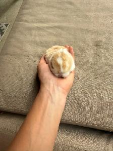 Holland lops - Ready for reservation July 13th!