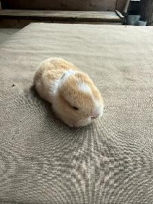 Holland lops - Ready for reservation July 13th! - Photo 3