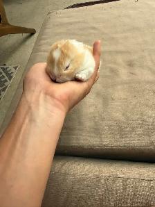Holland lops - Ready for reservation July 13th! - Photo 4