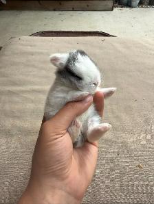 Holland lops - Ready for reservation July 13th! - Photo 5