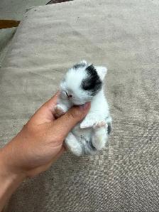 Holland lops - Ready for reservation July 13th! - Photo 6