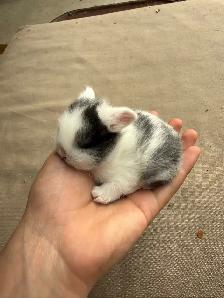 Holland lops - Ready for reservation July 13th! - Photo 7