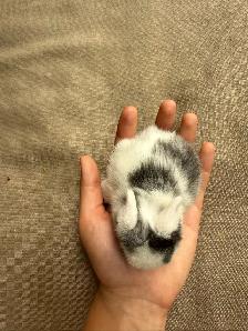 Holland lops - Ready for reservation July 13th! - Photo 8