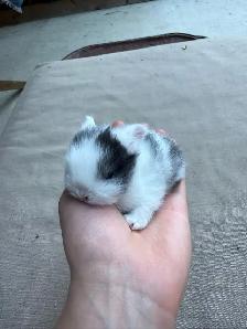 Holland lops - Ready for reservation July 13th! - Photo 10
