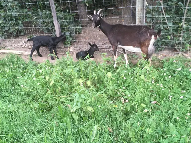 Alpine Oberhasli nanny with babies