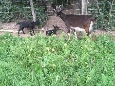 Alpine Oberhasli nanny with babies