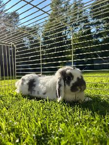 Holland Lop Bunny   cage