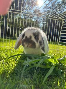 Holland Lop Bunny   cage - Photo 2