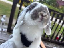 Holland Lop Bunny   cage - Photo 3